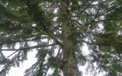 El árbol de nunca acabar